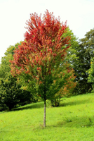 arboretum_prémices automnales 2015